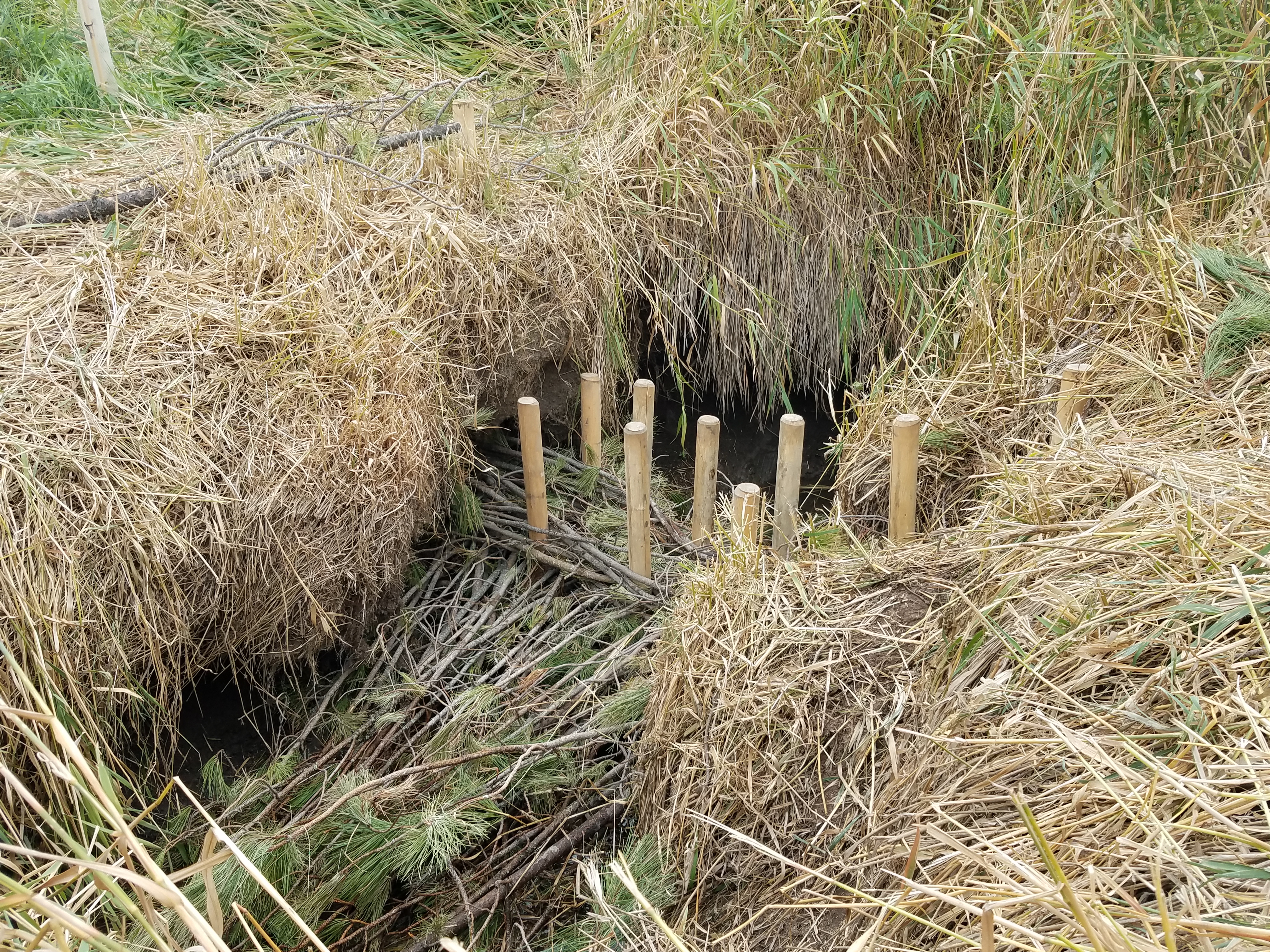 Marshy area with dry grasses and wooden posts 